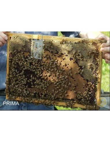 GABBIETTA VAR CONTROL MOZZATO PER BLOCCO COVATA