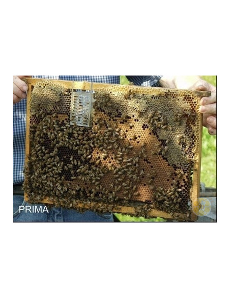 GABBIETTA TIPO MOZZATO BLOCCO COVATA PER TELAINO | MONDO APE