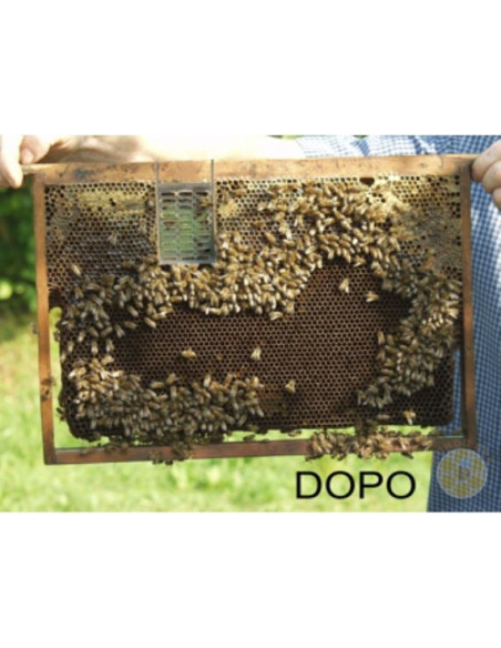 GABBIETTA TIPO MOZZATO BLOCCO COVATA PER TELAINO | MONDO APE