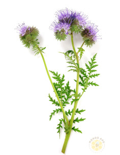 FACELIA (PHACELIA TANACETIFOLIA) – SEMI DI PIANTA MELLIFERA PER API | MONDO APE
