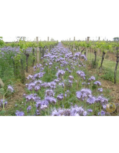 FACELIA (PHACELIA TANACETIFOLIA) – SEMI DI PIANTA MELLIFERA PER API | MONDO APE