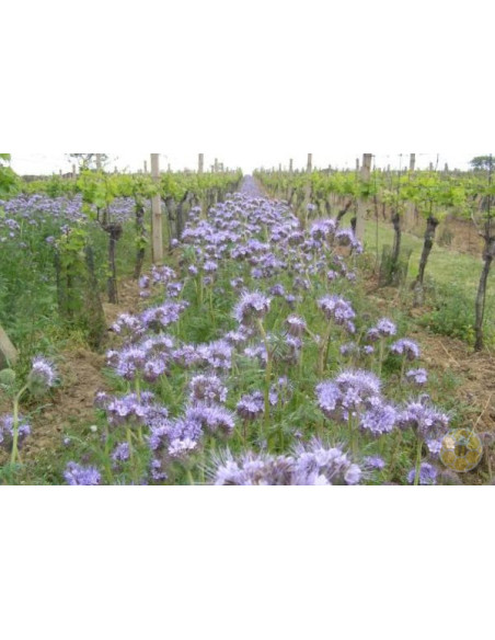 FACELIA (PHACELIA TANACETIFOLIA) – SEMI DI PIANTA MELLIFERA PER API | MONDO APE