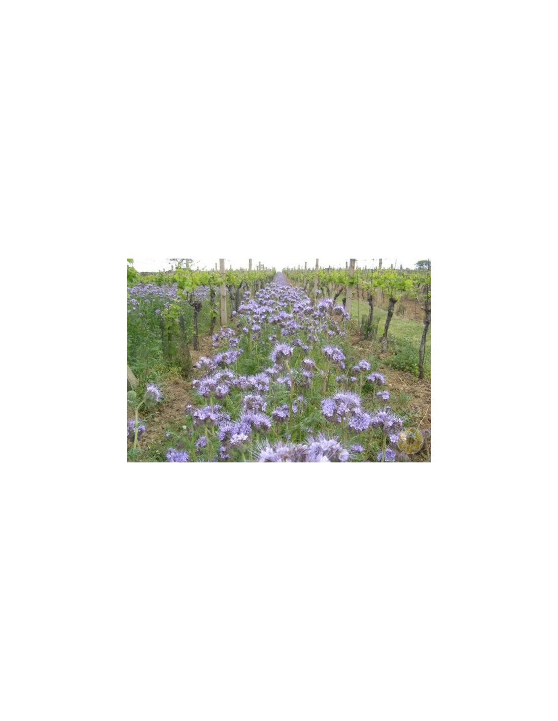 Agraria Ughetto Apicoltura FACELIA (Phacelia Tanacetifolia) Seme