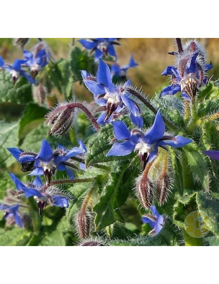 SEMENTI DI BORRAGINE BORAGO OFFICINALIS 1 KG PIANTA MELLIFERA PER API | MONDO APE