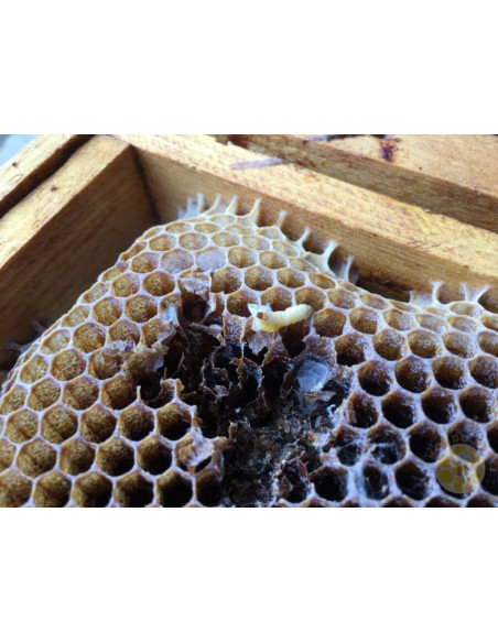 B 403 ANTI TARMA DELLA CERA 1 LITRO BIOLOGICO PER TELAINI | MONDO APE