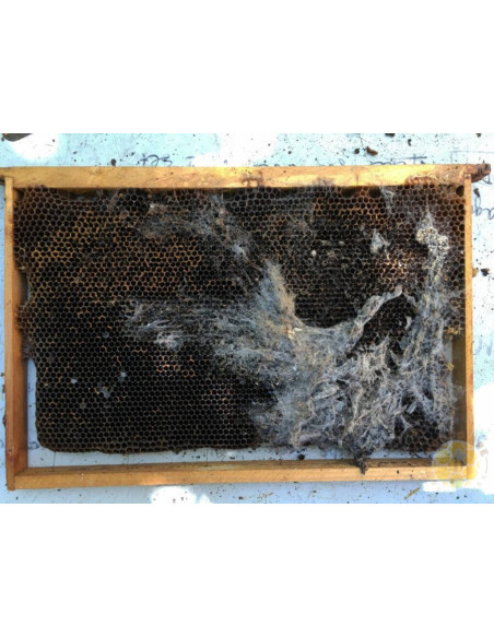 B 403 ANTI TARMA DELLA CERA 1 LITRO BIOLOGICO PER TELAINI | MONDO APE