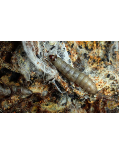 B 403 ANTI TARMA DELLA CERA 1 LITRO BIOLOGICO PER TELAINI | MONDO APE