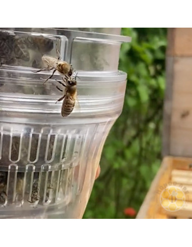 VARROA TESTER BEEVITAL PER MONITORAGGIO INFESTAZIONE DA VARROA