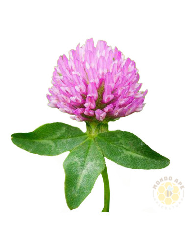 TRIFOGLIO VIOLETTO (TRIFOLIUM PRATENSE) – SEMI DI PIANTA FORAGGERA E MELLIFERA | MONDO APE