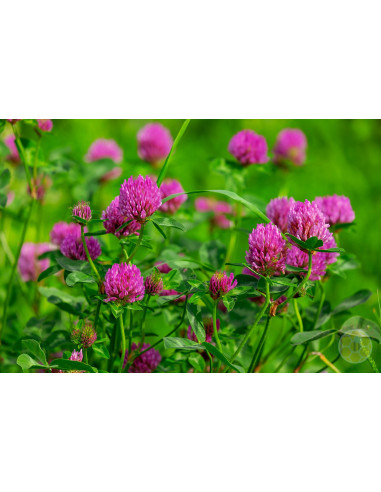TRIFOGLIO VIOLETTO (TRIFOLIUM PRATENSE) – SEMI DI PIANTA FORAGGERA E MELLIFERA | MONDO APE