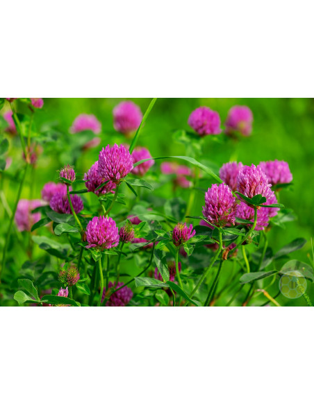 TRIFOGLIO VIOLETTO (TRIFOLIUM PRATENSE) – SEMI DI PIANTA FORAGGERA E MELLIFERA | MONDO APE