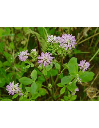 TRIFOGLIO RESUPINATO (TRIFOLIUM RESUPINATUM) – SEMI DI PIANTA MELLIFERA E DA SOVESCIO | MONDO APE