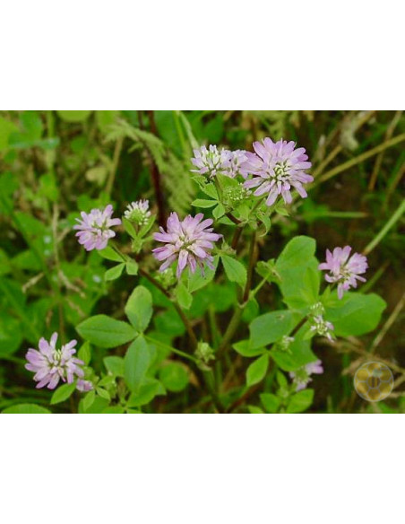 TRIFOGLIO RESUPINATO (TRIFOLIUM RESUPINATUM) – SEMI DI PIANTA MELLIFERA E DA SOVESCIO | MONDO APE