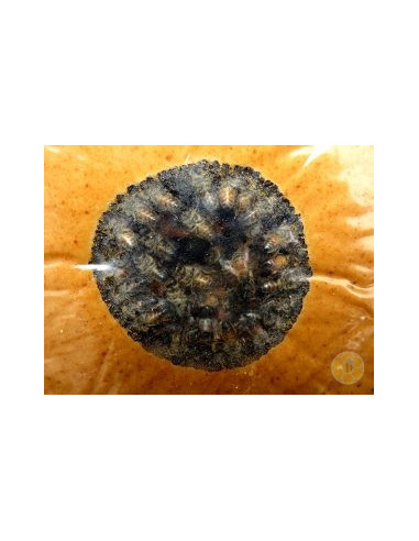 APICANDYPRO CANDITO PROTEICO COMPLETO PER API 1 KG | MONDO APE