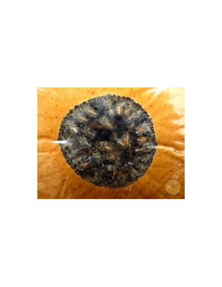 APICANDYPRO CANDITO PROTEICO COMPLETO PER API 1 KG | MONDO APE