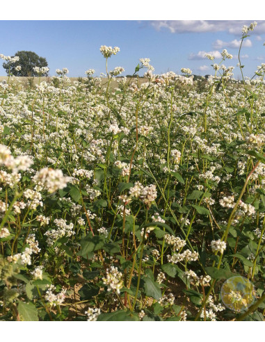 GRANO SARACENO SEMENZA CONF DA 1000 GR 1KG 