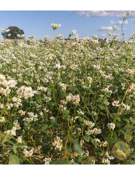 GRANO SARACENO SEMENZA CONF DA 1000 GR 1KG 