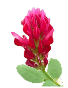 SULLA (HEDYSARUM CORONARIUM) – SEMI DI PIANTA MELLIFERA E FORAGGERA | MONDO APE