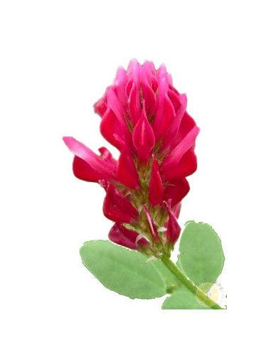 SULLA (HEDYSARUM CORONARIUM) – SEMI DI PIANTA MELLIFERA E FORAGGERA | MONDO APE