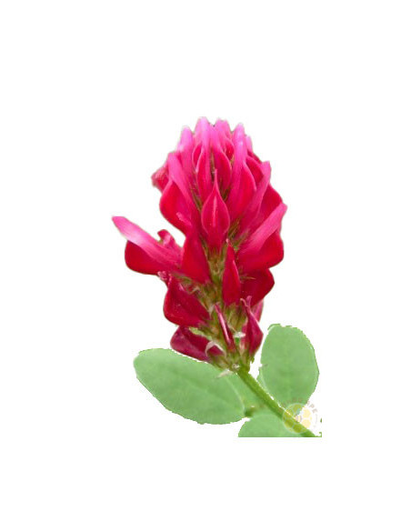 SULLA (HEDYSARUM CORONARIUM) – SEMI DI PIANTA MELLIFERA E FORAGGERA | MONDO APE