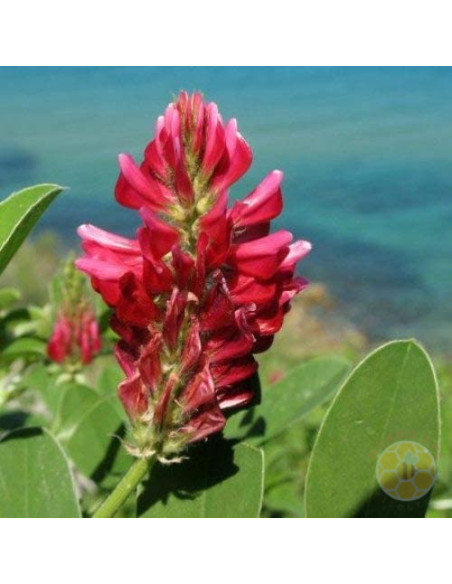 SULLA (HEDYSARUM CORONARIUM) – SEMI DI PIANTA MELLIFERA E FORAGGERA | MONDO APE