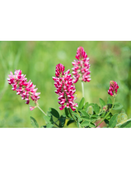 SULLA (HEDYSARUM CORONARIUM) – SEMI DI PIANTA MELLIFERA E FORAGGERA | MONDO APE