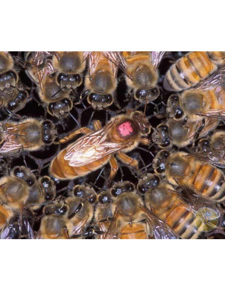 KIT 5 COLORI MARCA REGINA VERNICE ATOSSICA | MONDO APE