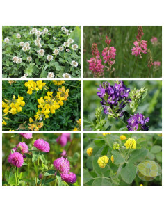 MISCUGLIO APISTICO PERENNE – SEMENTI MELLIFERE PER API 1 KG | MONDO APE 2