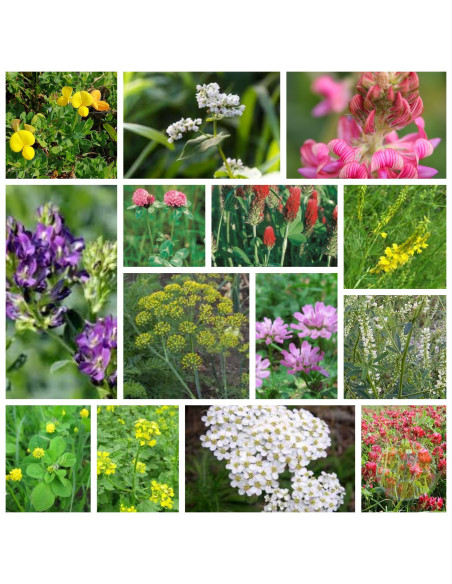 MISCUGLIO APISTICO PRIMAVERILE ECOSCHEMA 5 SEMENZA MELLIFERA SACCO DA 1