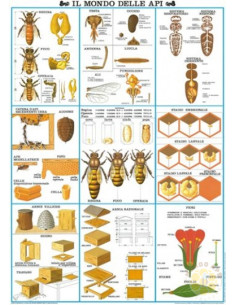 POSTER IL MONDO DELLE API