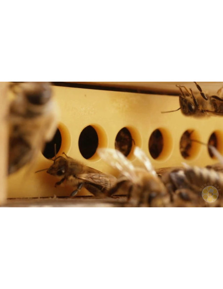 POLYVAR FLUMETRINA STRISCE ANTIVARROA 10 STRISCE