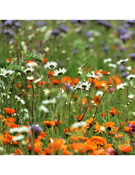 BIOPRATO MISCELA PIANTE MELLIFERE E POLLINIFERE 750 G BIODIVERSITÀ | MONDO APE