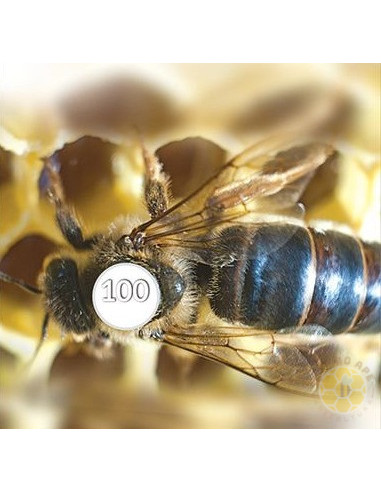 BOLLINI NUMERATI BIANCHI 1-99 PER MARCATURA REGINE API | MONDO APE