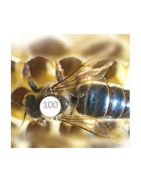 BOLLINI MARCA REGINA NUMERATI 1 99 BIANCO