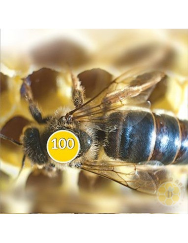 BOLLINI NUMERATI GIALLI 1-99 PER MARCATURA REGINE API | MONDO APE