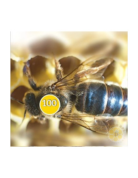 BOLLINI MARCA REGINA NUMERATI 1 99 GIALLO