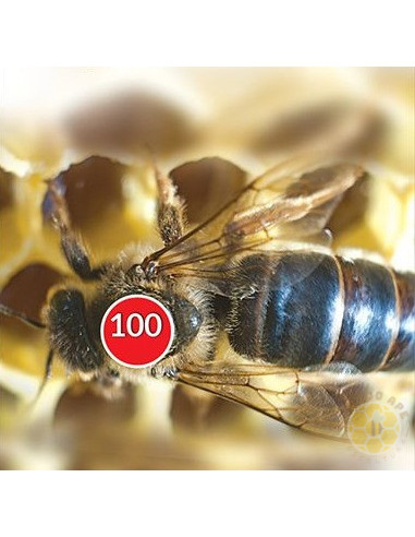 BOLLINI MARCA REGINA NUMERATI 1 99 ROSSO