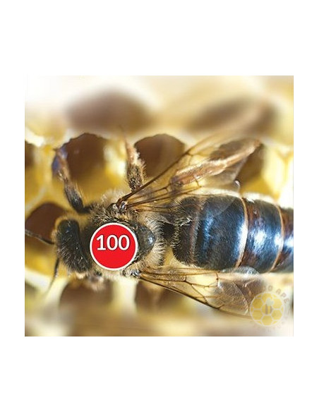 BOLLINI NUMERATI ROSSI 1-99 PER MARCATURA REGINE API | MONDO APE