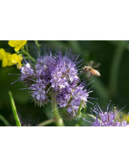 MISCUGLIO APISTICO AUTUNNO PRIMAVERA – FIORITURA SCALARE 10 KG | MONDO APE