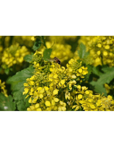 MISCUGLIO APISTICO AUTUNNO PRIMAVERA – FIORITURA SCALARE 10 KG | MONDO APE