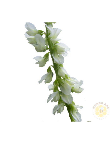 MELILOTO BIANCO (MELILOTUS ALBUS) – SEMI DI PIANTA MELLIFERA E FORAGGERA | MONDO APE