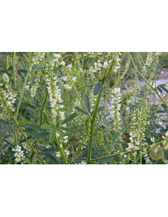 MELILOTO BIANCO (MELILOTUS ALBUS) – SEMI DI PIANTA MELLIFERA E FORAGGERA | MONDO APE 2