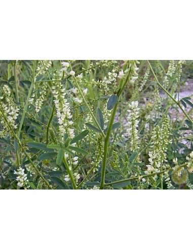 MELILOTO BIANCO (MELILOTUS ALBUS) – SEMI DI PIANTA MELLIFERA E FORAGGERA | MONDO APE