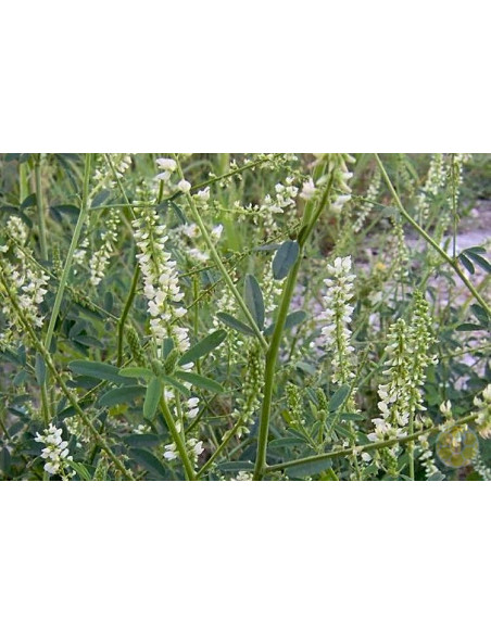 MELILOTO BIANCO (MELILOTUS ALBUS) – SEMI DI PIANTA MELLIFERA E FORAGGERA | MONDO APE