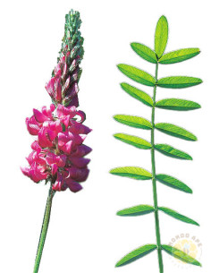 ONOBRYCHIS VICIIFOLIA – SEMI DI PIANTA MELLIFERA E FORAGGERA | MONDO APE