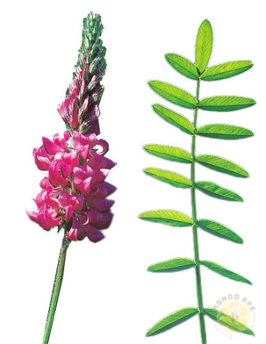 ONOBRYCHIS VICIIFOLIA – SEMI DI PIANTA MELLIFERA E FORAGGERA | MONDO APE