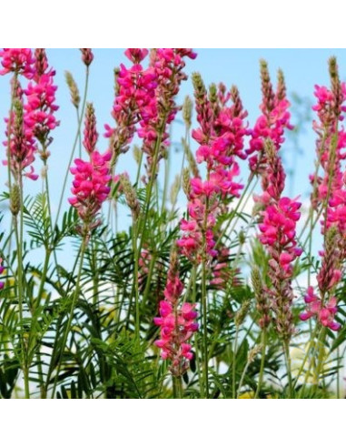 ONOBRYCHIS VICIIFOLIA – SEMI DI PIANTA MELLIFERA E FORAGGERA | MONDO APE