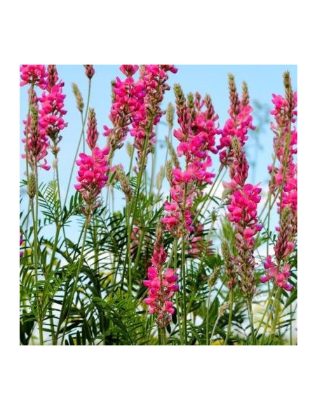 ONOBRYCHIS VICIIFOLIA – SEMI DI PIANTA MELLIFERA E FORAGGERA | MONDO APE