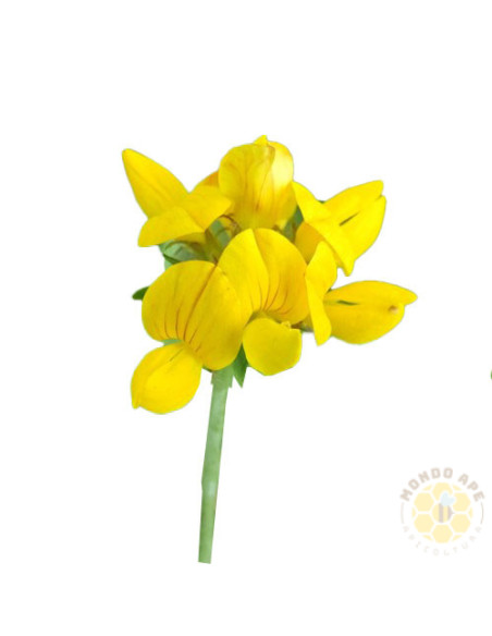 LOTUS CORNICULATUS L. GRAN SAN GABRIELE – SEMI DI PIANTA MELLIFERA E FORAGGERA | MONDO APE