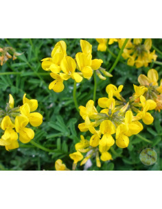 LOTUS CORNICULATUS L. GRAN SAN GABRIELE – SEMI DI PIANTA MELLIFERA E FORAGGERA | MONDO APE 2